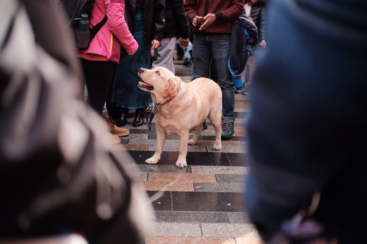 Dogs and Their Owners
